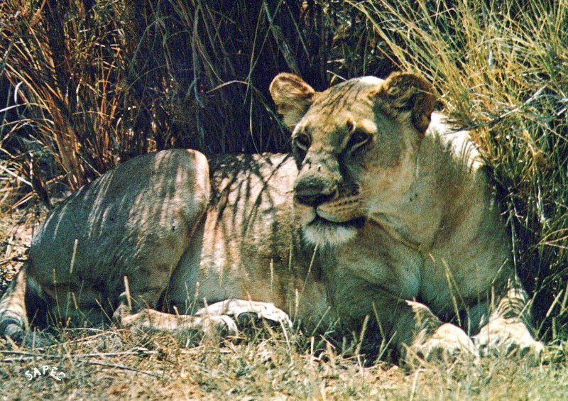 VINTAGE CONTINENTAL SIZE POSTCARD LIONESS PENDJARI NATIONAL PARK BENIN