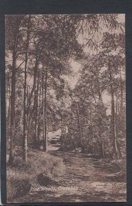 Somerset Postcard - Pine Woods, Clevedon   RS17997