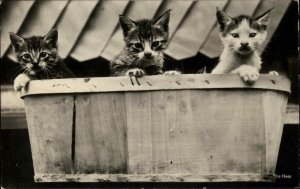 Basket of Kittens KITTY CATS Old REAL PHOTO Postcard