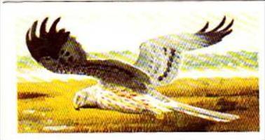 Brooke Bond Tea Trade Card Wild Birds In Britain No 31 Montagu's Harrier