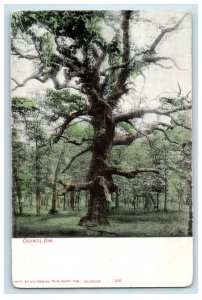 1896 Council Oak Tree, Sioux City Iowa IA E.C. Kropp Unposted Antique Postcard