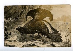 197411 RUSSIA BIRDS HUNTING Capercaillie Vintage postcard