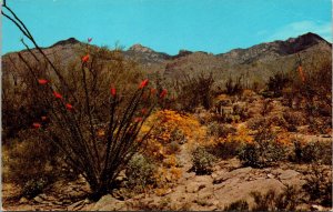 Springtime Desert Petley Flowers Cactus Bloom Postcard