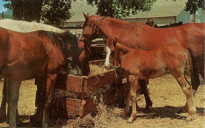 Horses at White Deer Trading Post, Cold Spring, NY