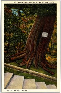 Postcard VA Natural Bridge Arbor-Vitae Tree