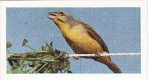 Hornimans Tea Trade Card Pets No 28 Green Singing Finch