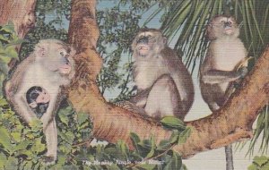 Monkeys At The Monkey Jungle Near Miami Florida Curteich