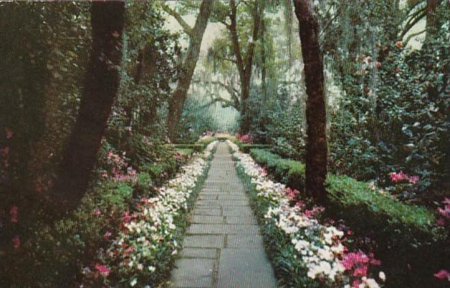 Alabama Mobile Bellingrath Gardens Path Lined With Camellias and Azaleas