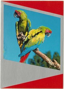 Macaws, 1985 Chrome Card