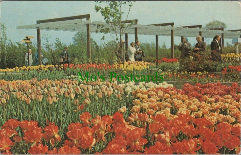 Lincolnshire Postcard - The Colonnade in Springfields, Spalding   RS24963