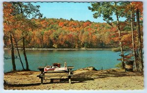 Algonquin Park - Ontario - CANADA Postcard