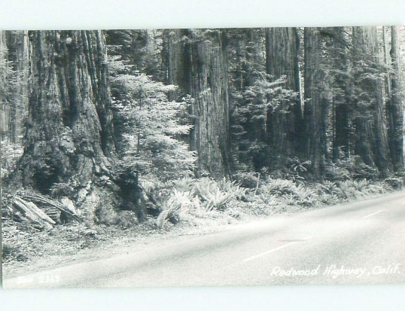 Pre-1950 rppc REDWOOD TREES Around Del Rio & Klamath & Eureka & Redding CA W0463