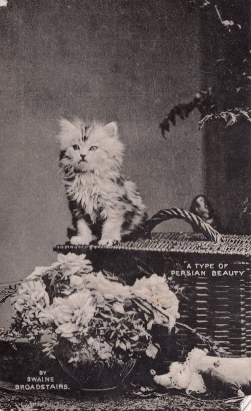 A Type Of Persian Beauty Kitten Cat Real Photo Old Postcard