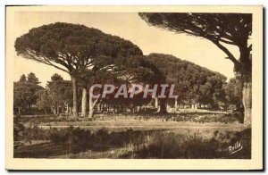 Old Postcard Pins Parasols From I & # 39Esterel