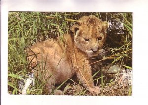 Lion Cub, Africa