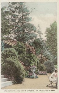 Sussex Postcard - Litlington Tea and Fruit Gardens - Near Polegate - Ref 8796A