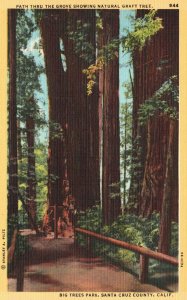 Vintage Postcard Path Thru The Grove Natural Graft Tree Santa Cruz County CA