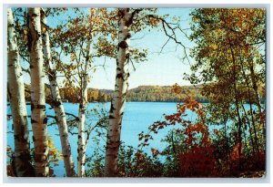 1959 Birches at Dorset Lake of Bays Muskoka Canada Vintage Posted Postcard