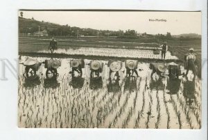 439425 JAPAN rice planting Vintage photo postcard
