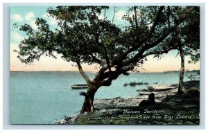 Early Manatee Florida FL River from Boat Landing Postcard
