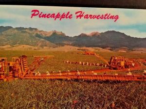 Postcard Pinapple Harvesting by Libby's modern machinery in Hawaii.  W7