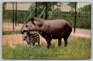 New York Zoological Park  South American Tapir  Postcard