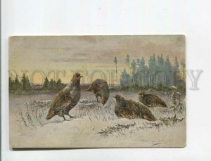 473030 MULLER Mueller HUNT Partridge Winter Vintage postcard Novitas #4300