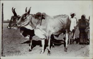 India Man & Woman Farming Plowing w/ Oxen c1910 Real Photo Postcard dcn