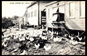 1940s Chicken Coop Scene Around Mt. Holly New Jersey Postcard