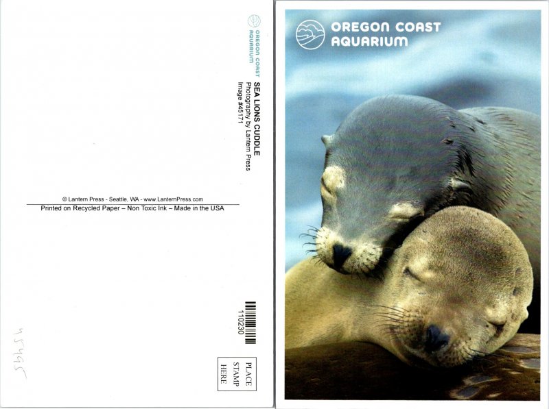 Oregon Coast Seals Postcard Unused (45495)