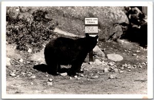 1947 Bear-Yosemite National Park Tenaya Lake Trail CA RPPC Photo Posted Postcard