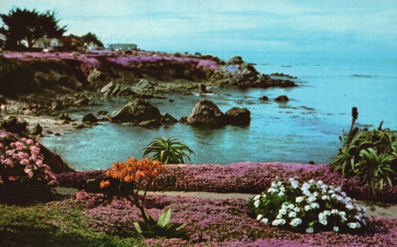 Vintage Postcard The Magic Carpet Red Pink Iceplants Ocean View Pacific Grove CA