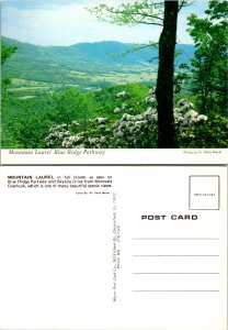 Mountain Laurel Blue Ridge Parkway (9868)