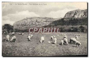 Old Postcard La Sainte Baume General View of the Forest Sheep