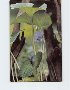 Postcard the Wood Violet, Wisconsin state flower, Wisconsin