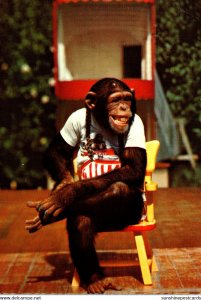 Don't Try To Make A Monkey Out Of Me Monkey Jungle Miami Florida 1979