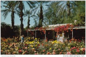 California Palm Springs Shield's Rose Garden