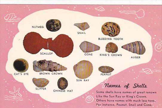 Shellfish Names Of Shellfish