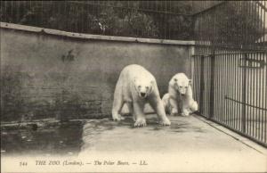 London Zoo - Polar Bears c1910 Postcard