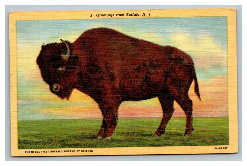 Vintage 1940's Postcard Greetings From Buffalo New York - American Buffalo