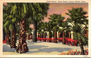 Texas Corpus Christi North Beach Palm Grove 1951 Curteich