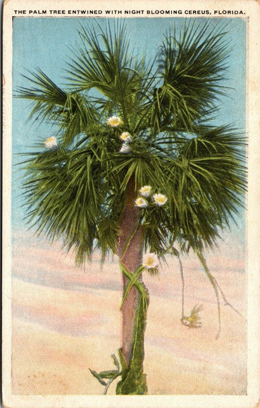 Vtg 1920s Palm Tree Entwined with Night Blooming Cereus Florida FL Postcard