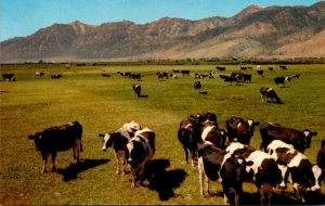 Nevada Carson Valley Cattle Grazing Scene