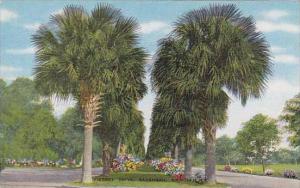 Georgia Savannah Victory Drive