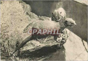 Modern Postcard Otters (Indochina) Advertising Transfusine