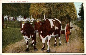 Bulls Ox Team Pulling Wagon Load Of Hay Nova Scotia Canada 1929