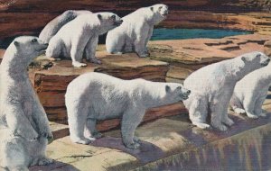 Detroit MI Michigan Polar Bears at Bear Pit Detroit Zoo on Woodward pm 1941