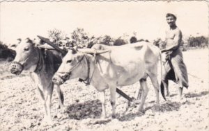 Pakistan Ploughman With Ox Of Kala Haji Chittagong East Pakistan Real Photo