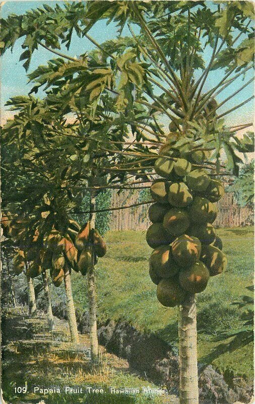 C-1910 Hawaiian Islands Papaia Fruit Tree #109 Private mailing Postcard 6948