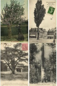 TREES ARBES COLLECTION 750 Vintage Postcards Pre-1940 (L2411)